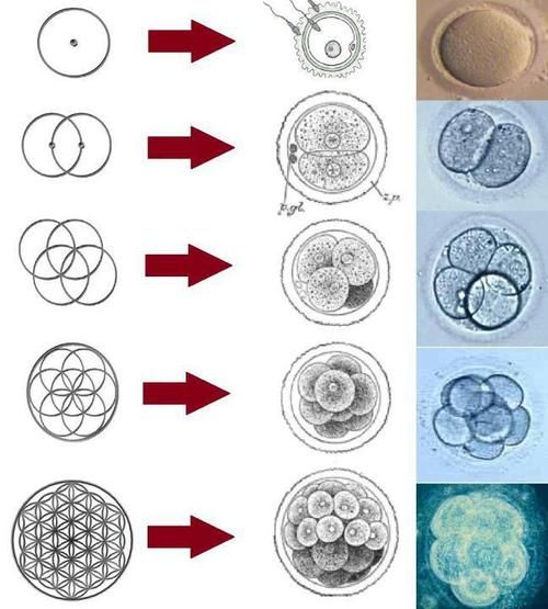 Flor da Vida e o ciclo da criação.