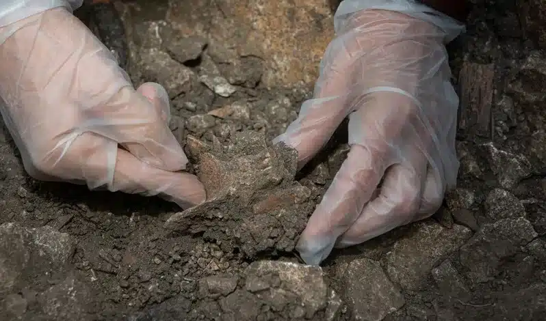 Width 800 3 - Neandertal: Uma descoberta na França revela que não havia apenas uma, mas ao menos duas linhagens no momento da sua extinção - Psy Brasil - Image Copyright: contato@agideia.com.br