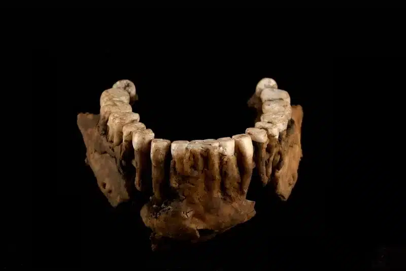 Width 800 6 - Neandertal: Uma descoberta na França revela que não havia apenas uma, mas ao menos duas linhagens no momento da sua extinção - Psy Brasil - Image Copyright: contato@agideia.com.br