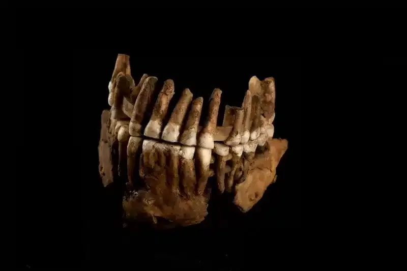 Width 800 9 - Neanderthal: A discovery in France reveals that there was not just one, but at least two lineages at the time of their extinction - Psy Brasil - Image Copyright: contato@agideia.com.br